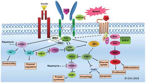 Alteration In Cardiac Pi K Akt Mtor And Erk Signaling Pathways With The