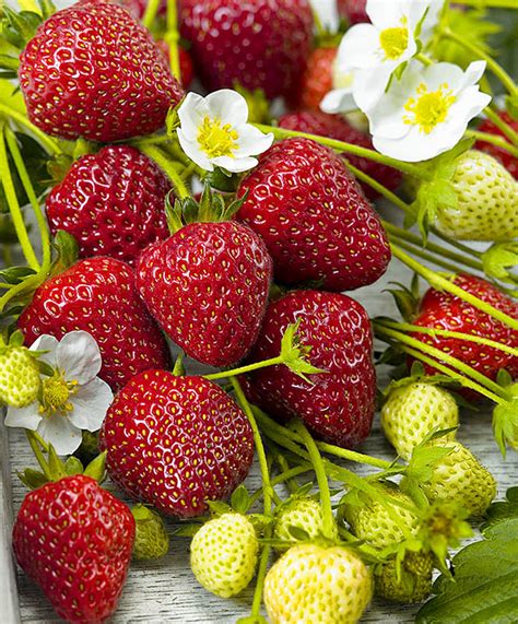 Земляника садовая Румба: семена и саженцы купить | цена 290 руб.