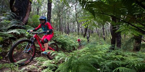 warburton mountain bike destination project update june  ride