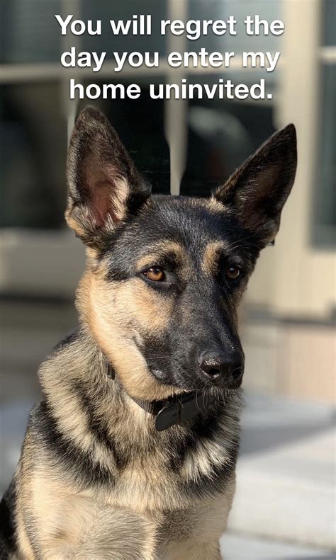 You’ve been warned : germanshepherds