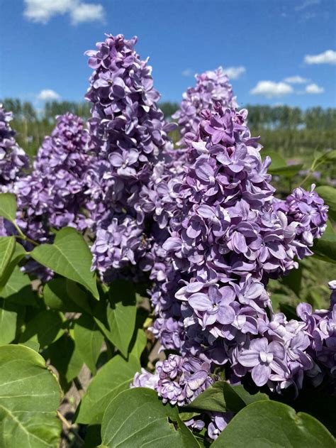 Сирень Максимович: описание сорта, характеристики, агротехника посадки ...