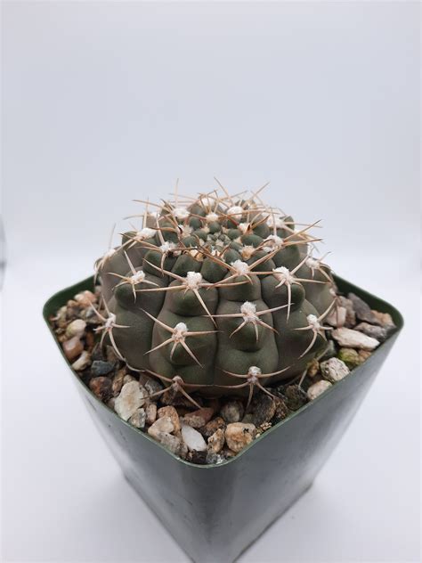 Gymnocalycium Triacanthum 35 Inch White Blooming Flower Live Cactus