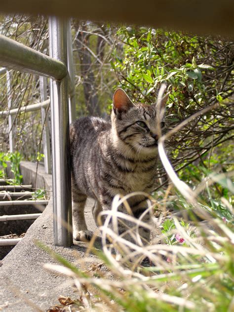 君が見せた表情 町猫 旅猫 猫は何処にでもいるよ