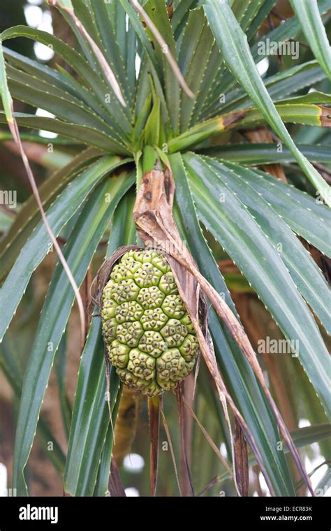 Non Edible Palm Tree Fruit Stock Photo 76728615 Alamy