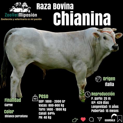 Raza De Ganado Chianina Informaci N Actualizada