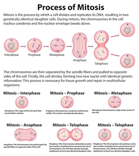 Compartir Mitosis Dibujo Muy Caliente Camera Edu Vn Hot Sex Picture