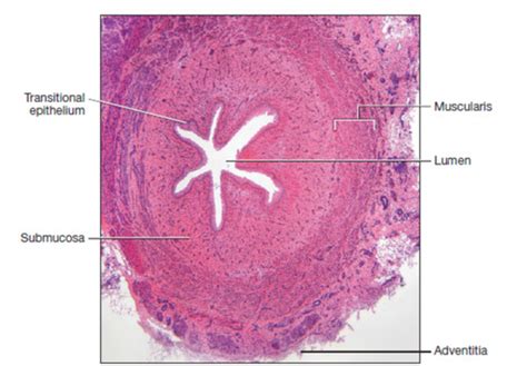 exercise 9 - urinary histology Flashcards | Quizlet