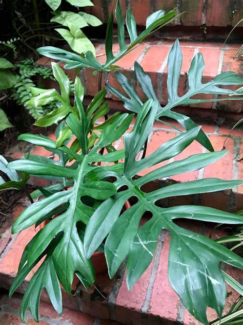 Филодендрон Биркин Фото Уход – Telegraph