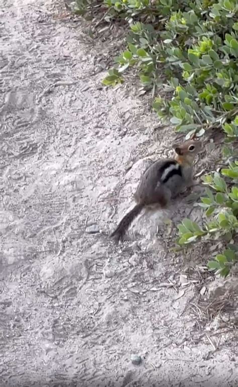 Bad Bunny Shares Nude Selfie Wears K Chain In New Photos Amid Kendall Jenner Dating Rumor