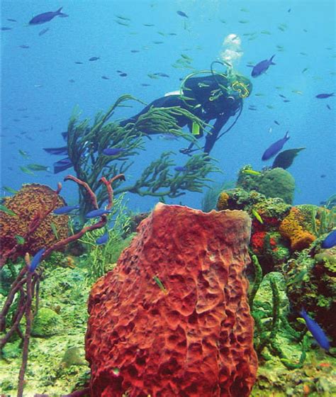 Sponges are now the dominant habitat-forming animals on Caribbean ...