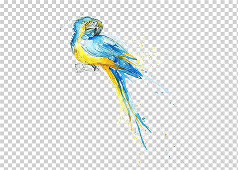 Blue And Yellow Bird Parrot Watercolor Painting Drawing Illustration