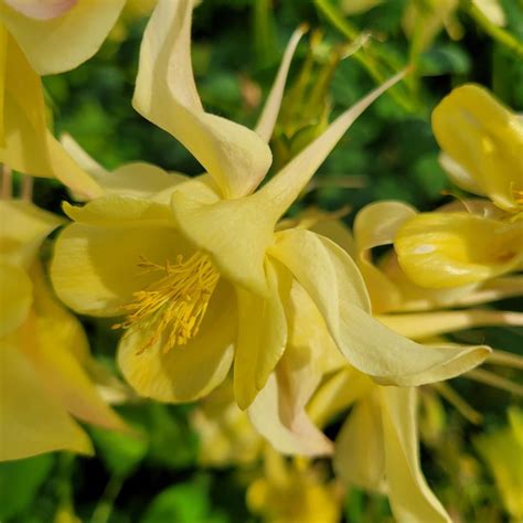 Aquilegia Caerulea Kirigami Yellow Discountable Price