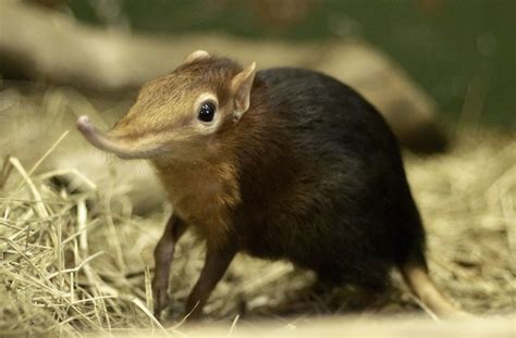 Black And Rufous Elephant Shrew Rhynchyon Petersi Flickr