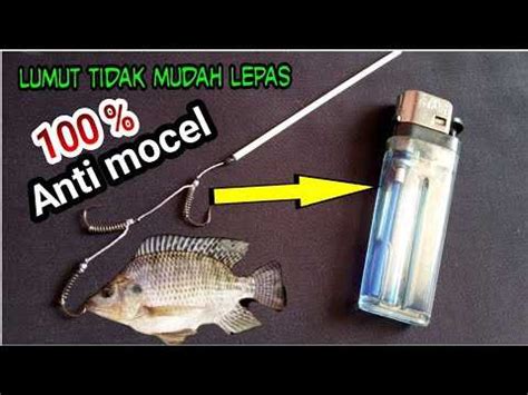 Tutorial Cara Membuat Rangkaian Pancing Ikan Nila Umpan Lumut Tidak