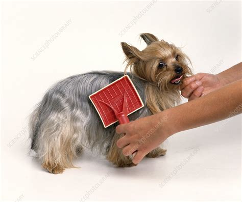 Slicker brush used to remove tangles from dog's coat - Stock Image ...