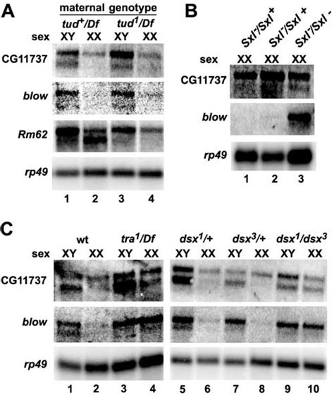 The Sex Specific Transcripts Of CG11737 And Blow Are Downstream Of Dsx
