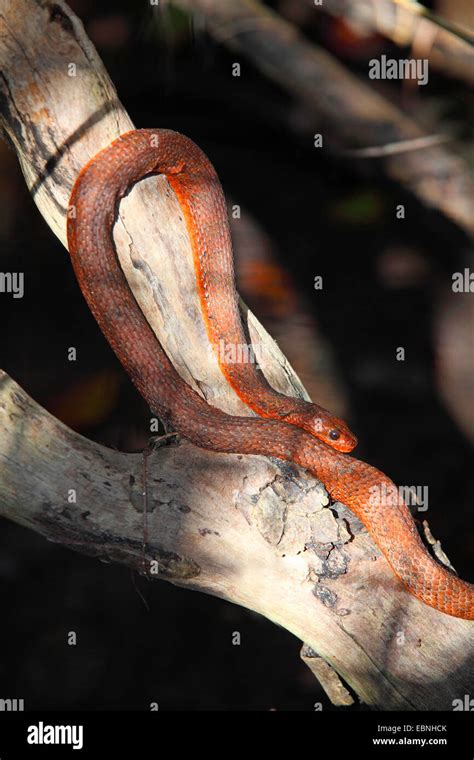 An Everglades Rat Snake Hi Res Stock Photography And Images Alamy