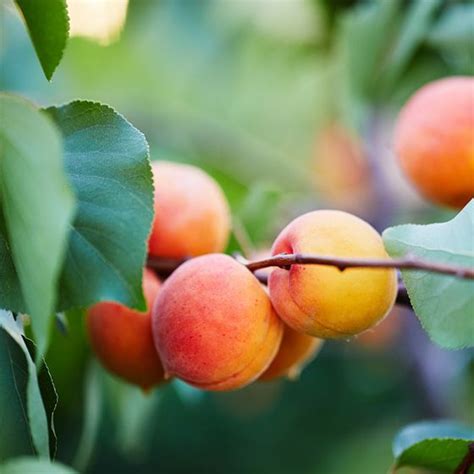 Wenatchee Moorpark Apricot Tree Stark Bro’s