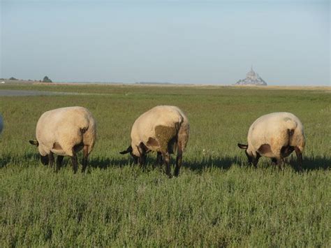 Chemins De La Baie Du Mont Saint Michel Genets Qu Saber Antes De