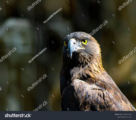 191 Mexican Golden Eagle Images, Stock Photos & Vectors | Shutterstock