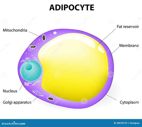 Adipocyte Structure Fat Cell Stock Vector Image