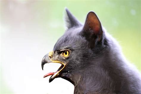 Chimera Animal Stock Photos Pictures And Royalty Free Images Istock
