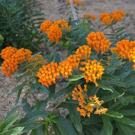 Butterfly Milkweed - #1 Container - Grimm's Gardens