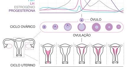 Fase Pós-ovulação (Fase Lútea): O que é, quando acontece, porque é ...