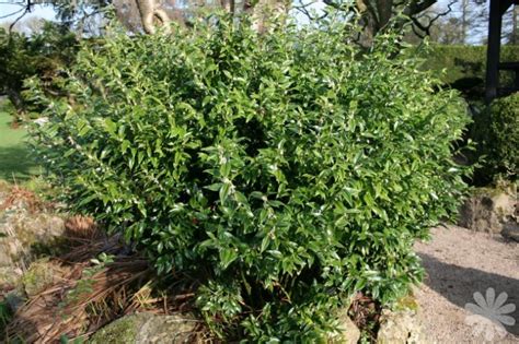 Sarcococca Ruscifolia Kiefer Nursery Trees Shrubs Perennials