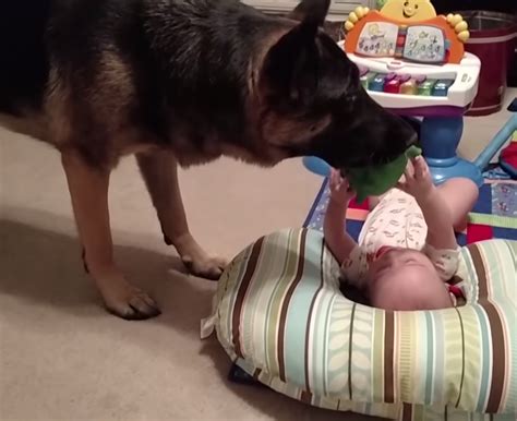 Baby All Giggles Playing With German Shepherd
