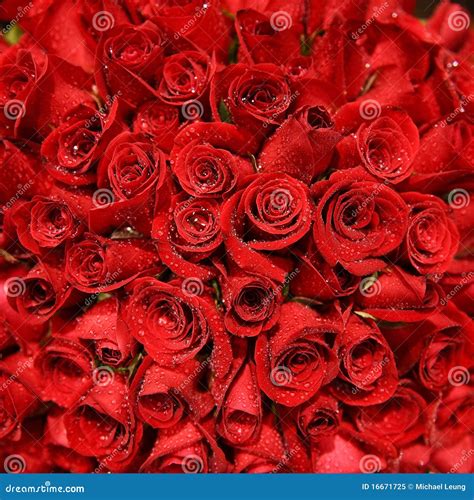 Red Rose Bundle Stock Image Image Of Passion Close 16671725