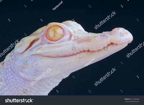 Albino Alligator Stock Photo 141056980 | Shutterstock