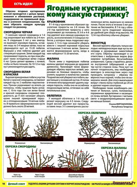 Деревья и кустарники ч.1 * Переделки.РуПеределки.Ру