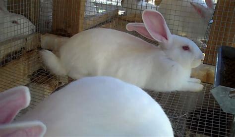 Весы. Сколько весят кролики разных пород по месяцам | Знай ферму | Дзен