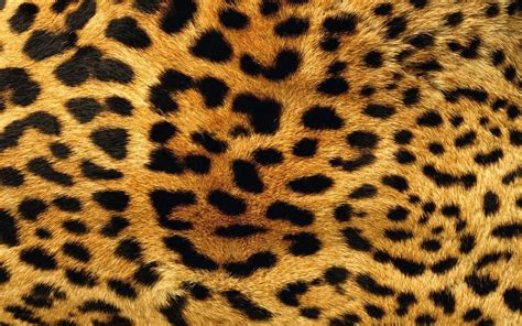 Cheetah Pattern Wallpapers Top Free Cheetah Pattern Backgrounds