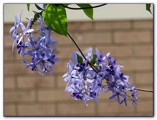 Flowers of Sandpaper vine (Petrea volubilis) |хоть похож… | Flickr