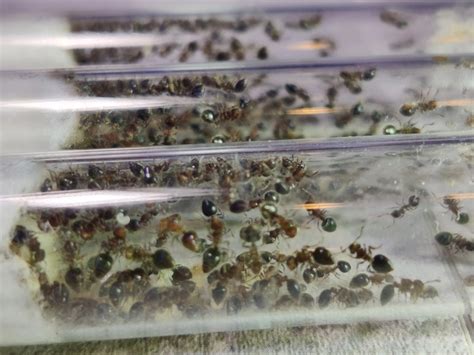 Муравьиное логово | ВКонтакте