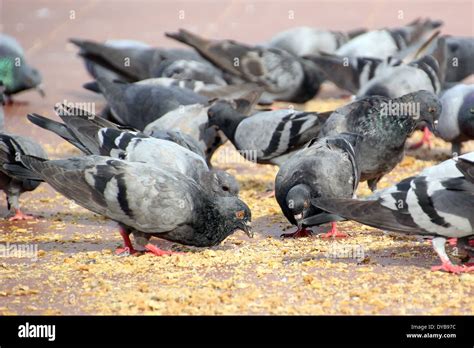 Group Of Pigeon Eating Food On The Ground Stock Photo Alamy