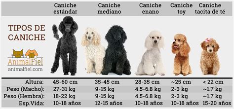 Tipos De Caniche Est Ndar Mediano Enano Toy Taza De T Colores