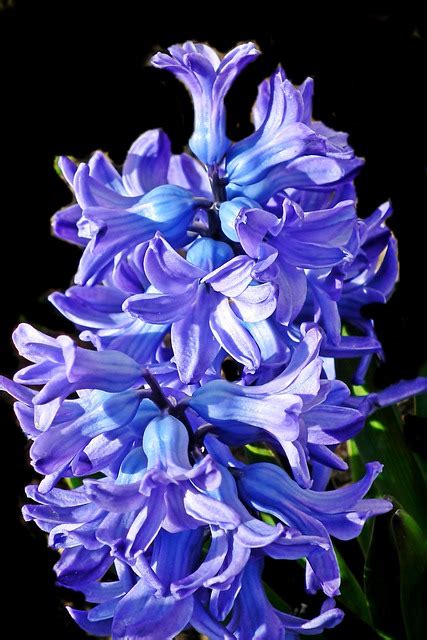 Hyacinth Blue Flowers Free Photo On Pixabay Pixabay