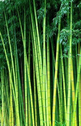 Bamboo all varieties available at Rs 15/piece | Bamboo and bamboo Products in Hojai | ID ...