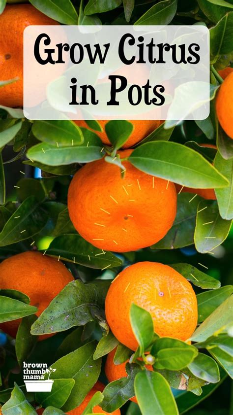 Grow Citrus In Containers Artofit