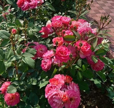 Саженцы розы лес потес де бедрос купить в Москве по цене от 690 рублей