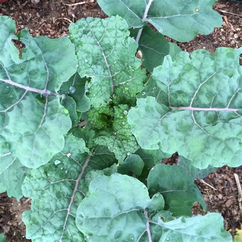 Rainbow Lacinato Kale Organic Seeds Hudson Valley Seed Company