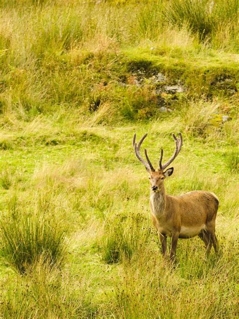 Red Deer Stock Photo Image Of Antlers Animal Wild 33241728