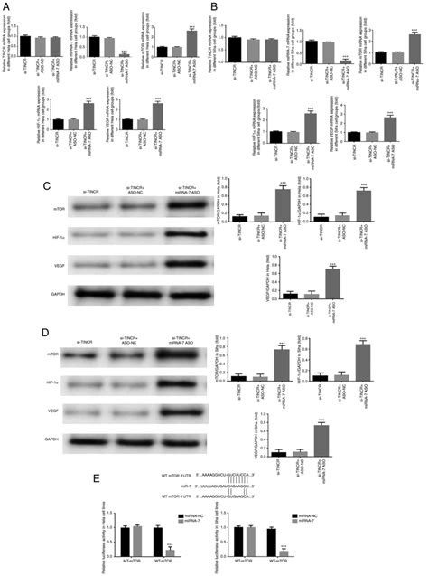 LncRNA TINCR Promotes The Development Of Cervical Cancer Via The MiRNA