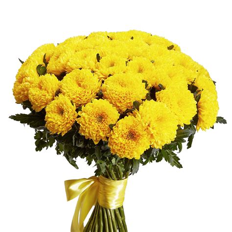 Желтые хризантемы с днем рождения - Zefirka.club фото и картинки
