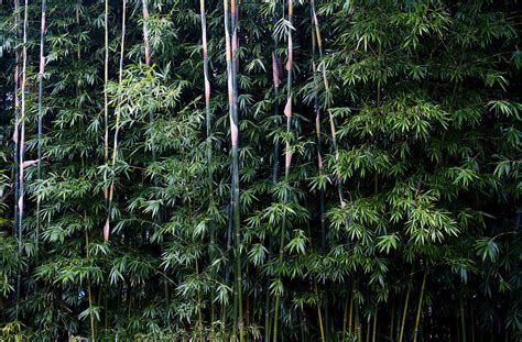 Bamboo Forest Photograph by Paul Doody - Pixels