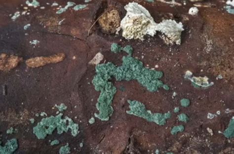 Можно ли избавиться от пня без корчевания? Два способа, как легко и без ...