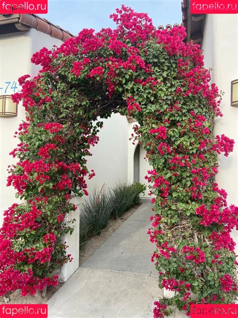 Leaks Nude Lilrosiedoll Onlyfans Photo Gallery Camsoda Love